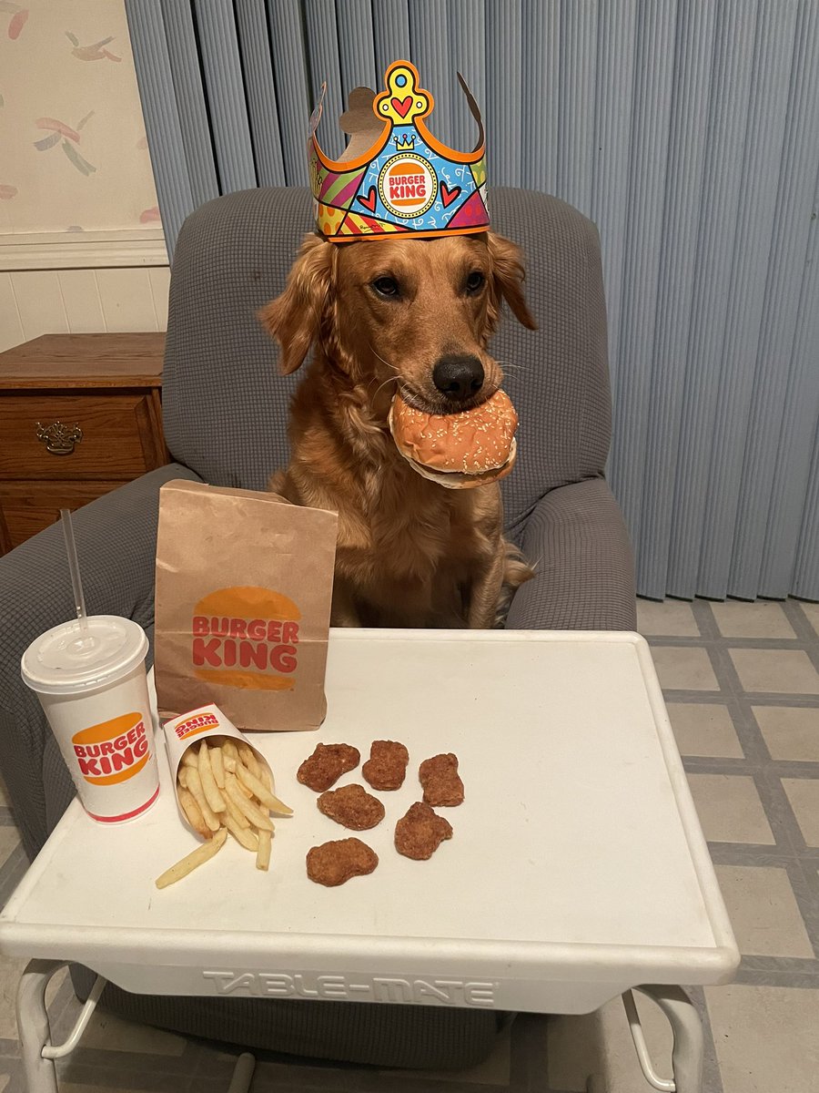 As an influencer, I’d promote…The Mowgli Meal now at Burger King (At least that is what mom calls it.) 👑🍔🍟🍗 🥤🤴Day 30 #GoldenRetrievers #Whopper #BurgerKing #FreeFood #ChickenNuggets #SocialMediaDay2022 #SocialMediaDay #PhotoChallenge2022June