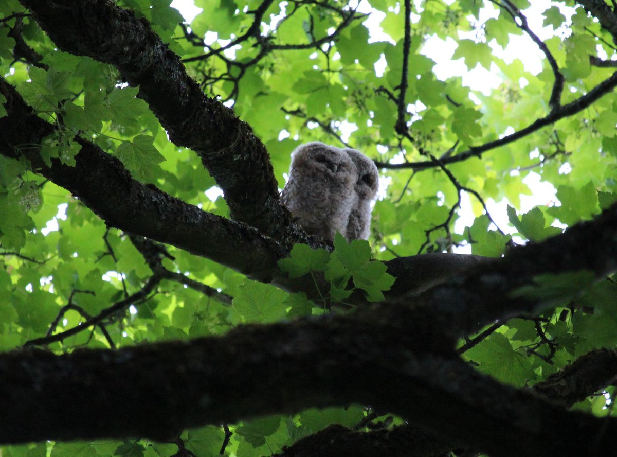 @SWTCLUN tweet media