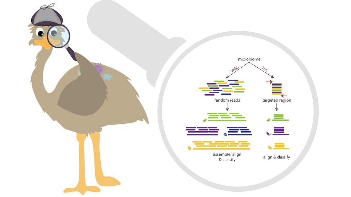 Rice Computer Science (@ricecompsci) on Twitter photo Emu, a new microbial community profiling software, identifies bacterial species by leveraging long DNA sequences that span the entire length of a gene. This research, led by Rice CS' <a href="/kristendcurry/">Kristen Curry</a> & her advisor <a href="/traingene/">Todd J Treangen</a>, is out now in <a href="/naturemethods/">Nature Methods</a>. bit.ly/3bFYhhK Emu, a new microbial community profiling software, identifies bacterial species by leveraging long DNA sequences that span the entire length of a gene. This research, led by Rice CS' <a href="/kristendcurry/">Kristen Curry</a> & her advisor <a href="/traingene/">Todd J Treangen</a>, is out now in <a href="/naturemethods/">Nature Methods</a>. bit.ly/3bFYhhK