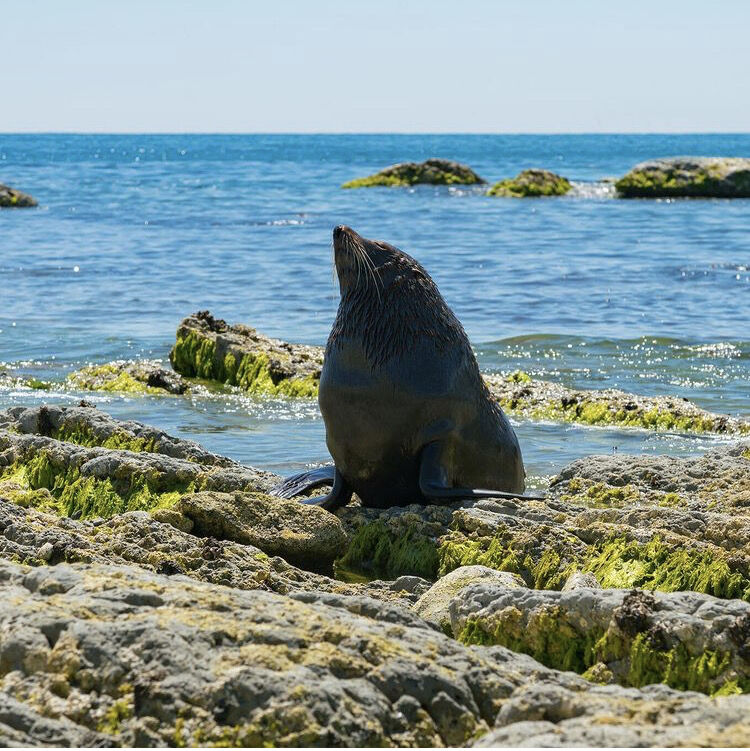 DoolinFerry's tweet image. Visit the Seal Colony on Inis Mór ❤️ 

The wild life and rugged landscape on the Aran Islands is stunningly beautiful! Discover these magical islands when you sail with Doolin Ferry!

🎫 Book online here: bit.ly/3hfYrNf

#DoolinFerry #AranIslandsFerry #Doolinferryco