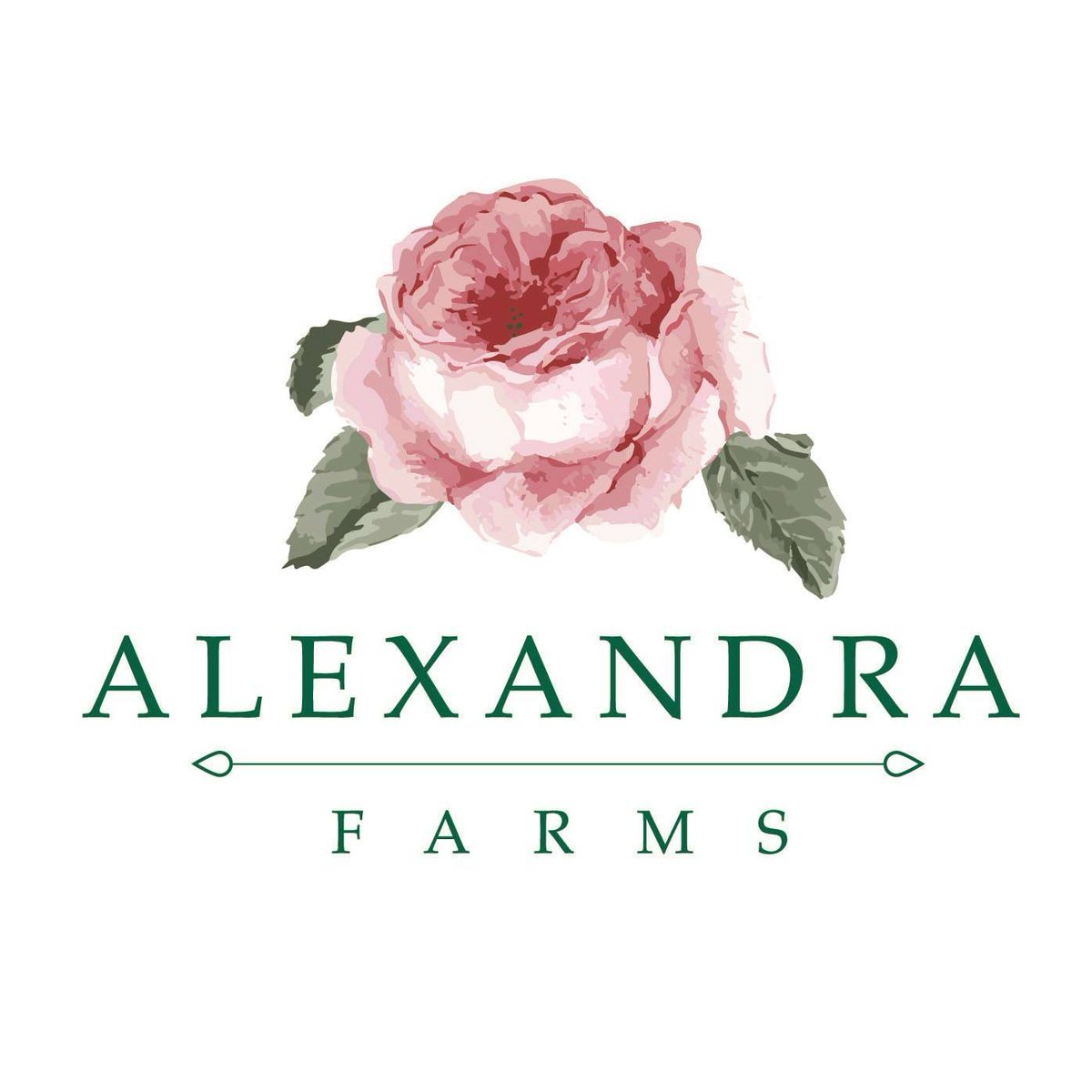 AIFDHqtrs's tweet photo. AIFD® appreciates these Elite Gold Partners for their support. Thank you to Alexandra Farms, Armellini Express Lines Inc., BallSB, Floral Supply Syndicate, Greenfield & Company Wholesale Flowers, Marginpar, and Mayesh Wholesale Florist! #proudtobeaifd #partnerprops #AIFD2022ROOTS https://t.co/Vty3ftXNYd