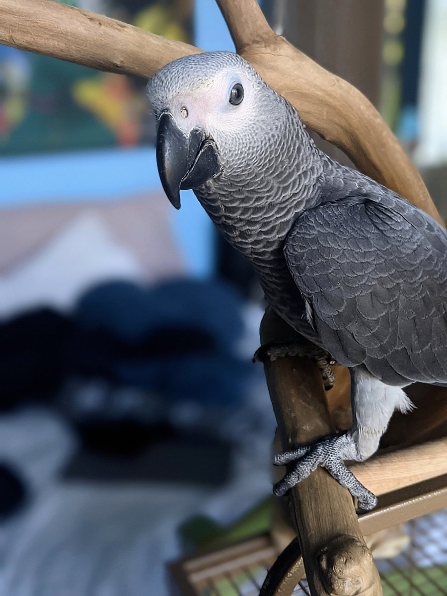Riku_The_Parrot's tweet photo. Definition of a handsome little devil 😈
#cutestface #animalface #animallover #mansbestfriend #animalcare #animallovers #pets https://t.co/CejlYHDxdQ