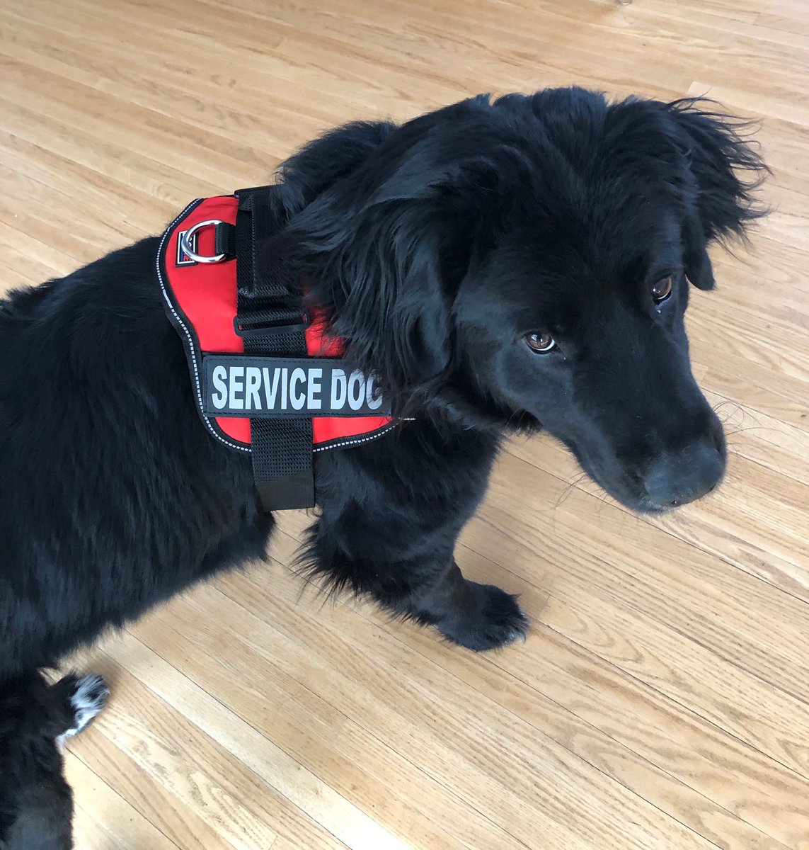SaskCp's tweet image. SASKATOON FRIENDS
Volunteers are needed for a research study!!
The University of Saskatchewan is exploring the role of walking with a rehabilitation service dog for children living with cerebral palsy.

Please contact:
Sarah Donkers  sarah.donkers@usask.ca 
or 306-966-3230