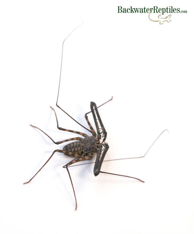 Backwater Reptiles tweet media