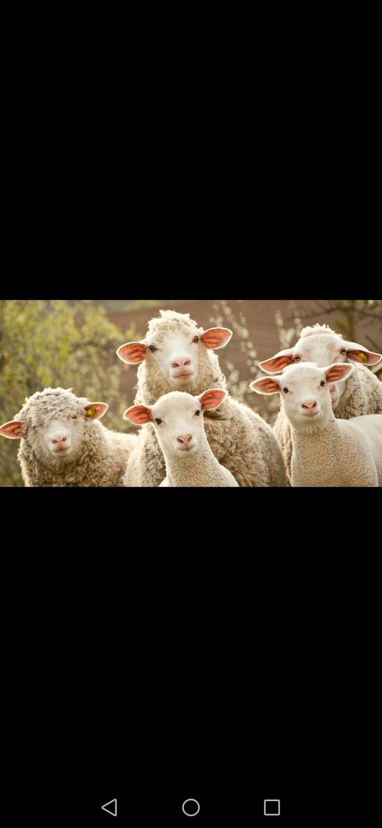n_sakhy's tweet photo. #أضحية_العيد https://t.co/fdCUqx3Eau