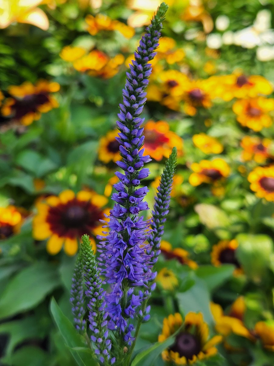 JudiMunski's tweet photo. Fresh perennials from Casertanos Farms arrived today to beautify everyones Independence Day at Lowe's 1581 Webster NY 🇺🇲 https://t.co/VLXSxomJfE