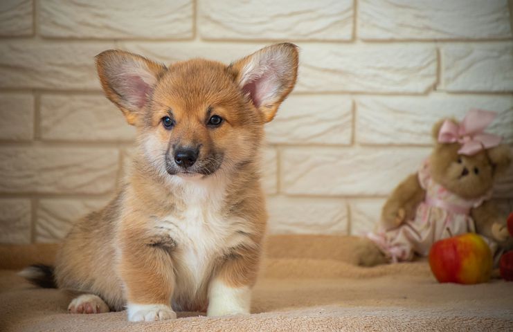 corgi_page's tweet photo. Say "Yes" if you are a corgi mom or corgi dad or a crazy corgi lover!! https://t.co/qlVONkmh1S