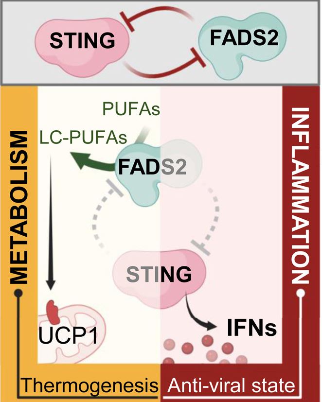 <a href="/mdpatrick/">Dan Patrick</a> <a href="/JuliaB_fitness/">Julia B.</a> <a href="/thesamparr/">Sam Parr</a> <a href="/davidasinclair/">David Sinclair</a> <a href="/NUSMedicine/">Yong Loo Lin School of Medicine</a> <a href="/IRBBarcelona/">IRB Barcelona</a> <a href="/AndreaBMaier/">Andrea Maier</a> <a href="/ResetYourClock/">iTR (Induced Tissue Regeneration)</a> <a href="/DrMorganLevine/">Morgan Levine</a> <a href="/LizRose14449371/">Liz Rose</a> <a href="/OcampoLab/">Ocampo Lab</a> New important <a href="/Nature/">nature</a> study shows inhibiting inflammatory STING signaling represent a promising #Antiaging approach. Another recent important <a href="/Cell_Metabolism/">Cell Metabolism</a> study showed #Omega3 fatty acids as crucial STING inhibitors/regulators. cell.com/cell-metabolis… x.com/Nature/status/…