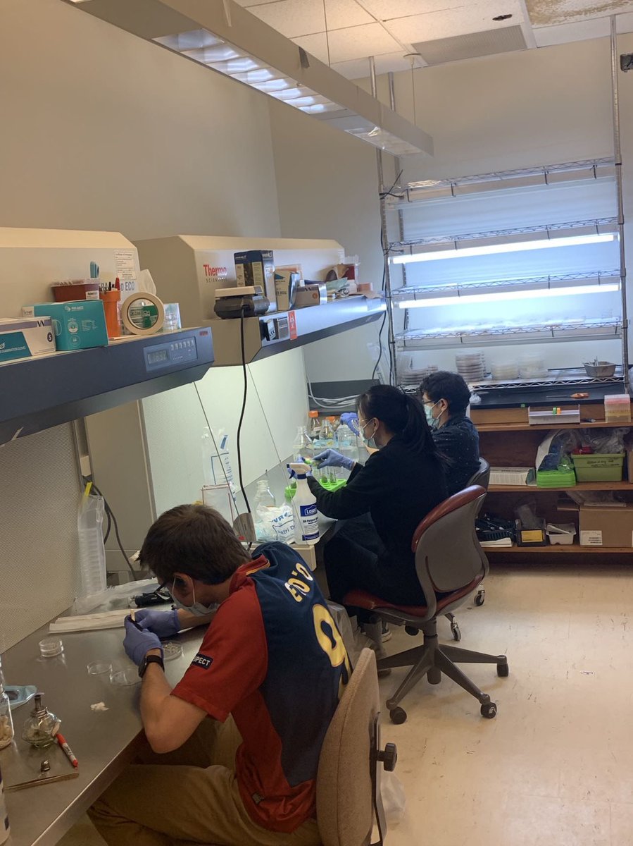 Liuling Yan tweet media