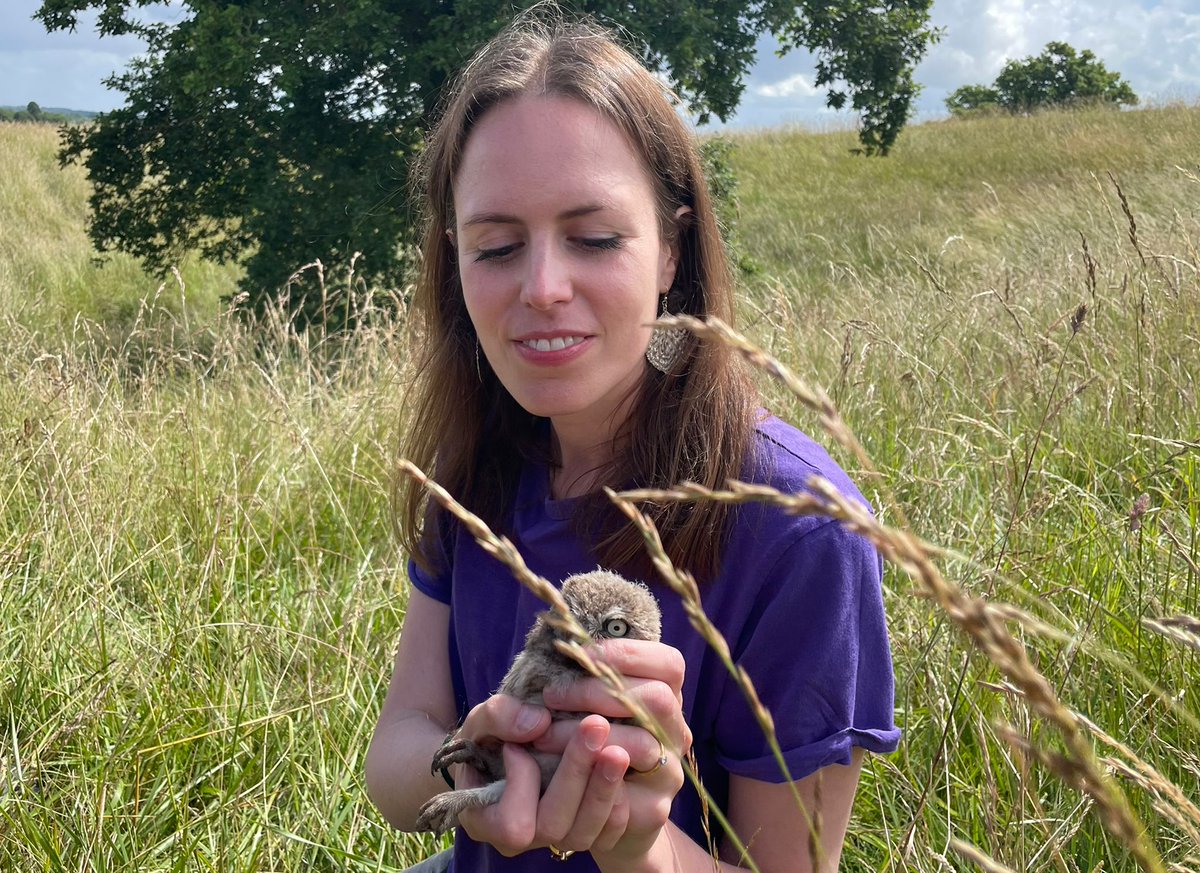 Jon Keepen (@greenkeepen) on Twitter photo We were delighted to have @redkingcraw from <a href="/CBeebiesHQ/">CBeebies Grown-Ups 🎉</a> at the course today filming our Little Owls for the programme Teeny Tiny Creatures. A big thanks to <a href="/emilyjoachim/">Dr Emily Joáchim</a> for coming to do the ringing and providing her insight.
<a href="/CumberwellPark/">Cumberwell Park</a> 🦉 We were delighted to have @redkingcraw from <a href="/CBeebiesHQ/">CBeebies Grown-Ups 🎉</a> at the course today filming our Little Owls for the programme Teeny Tiny Creatures. A big thanks to <a href="/emilyjoachim/">Dr Emily Joáchim</a> for coming to do the ringing and providing her insight.
<a href="/CumberwellPark/">Cumberwell Park</a> 🦉