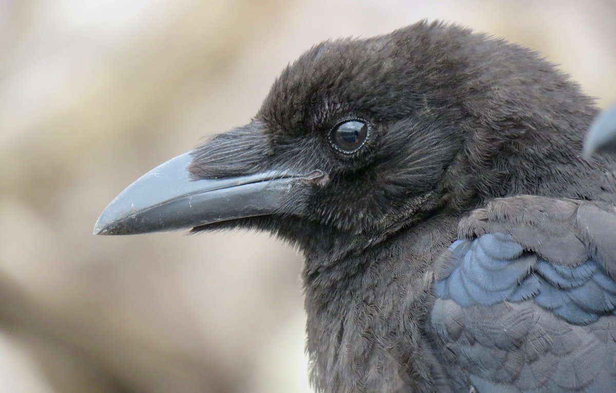 Crow Diary (@DiaryCrow) / Posts / X