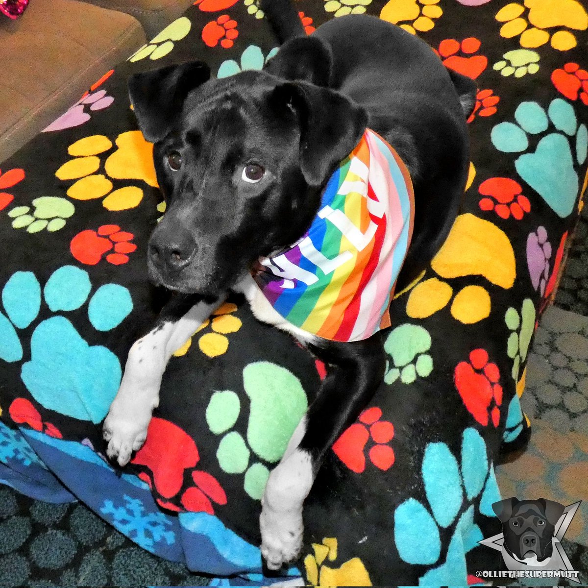 I couldn't let Pride Month end without making a post! Happy Pride Month! I'm proud to be an ally of the LGBTQ+ community! 🏳️‍🌈💗
.
-🐶-
.
#dogsoftwitter #dogsofinstagram #Twitterdogs #PrideMonth #pride #HappyPride #HappyPrideMonth #LGBTQ