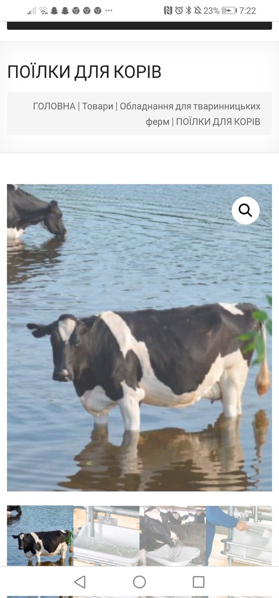 Come on guys. You can do better then to be using photos of Ukrainian cows.