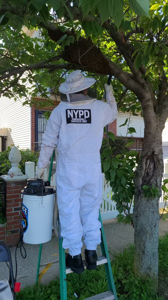 NYPD Bees tweet media