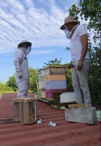 NYPD Bees tweet media