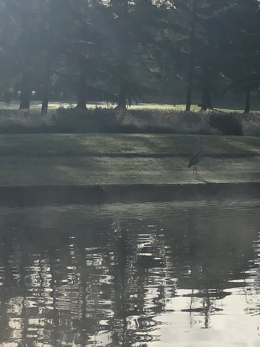 amandafran10's tweet photo. Spot the heron 🦅 https://t.co/2AUIOHawWw
