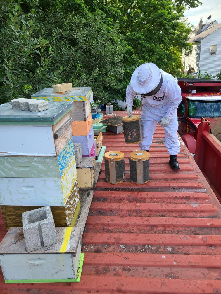 NYPD Bees tweet media