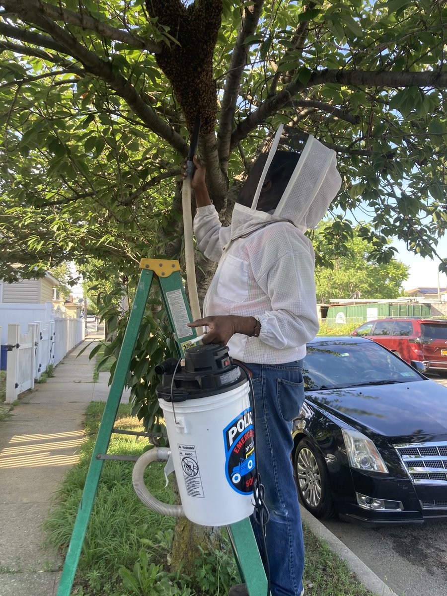 NYPD Bees tweet media