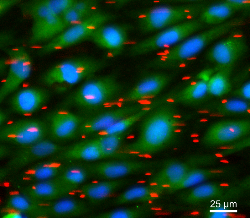 BBehkam's tweet photo. @BBehkam Lab in the @VirginiaTech_ME is seeking a highly motivated and detail-oriented Ph.D. student to take part in an exciting new research project in experimental biofluid mechanics starting Fall 2022/Spring 2023. This is a fully-funded PhD-level position.  1/4🧵#phdpositions https://t.co/VsvG06Z0lm