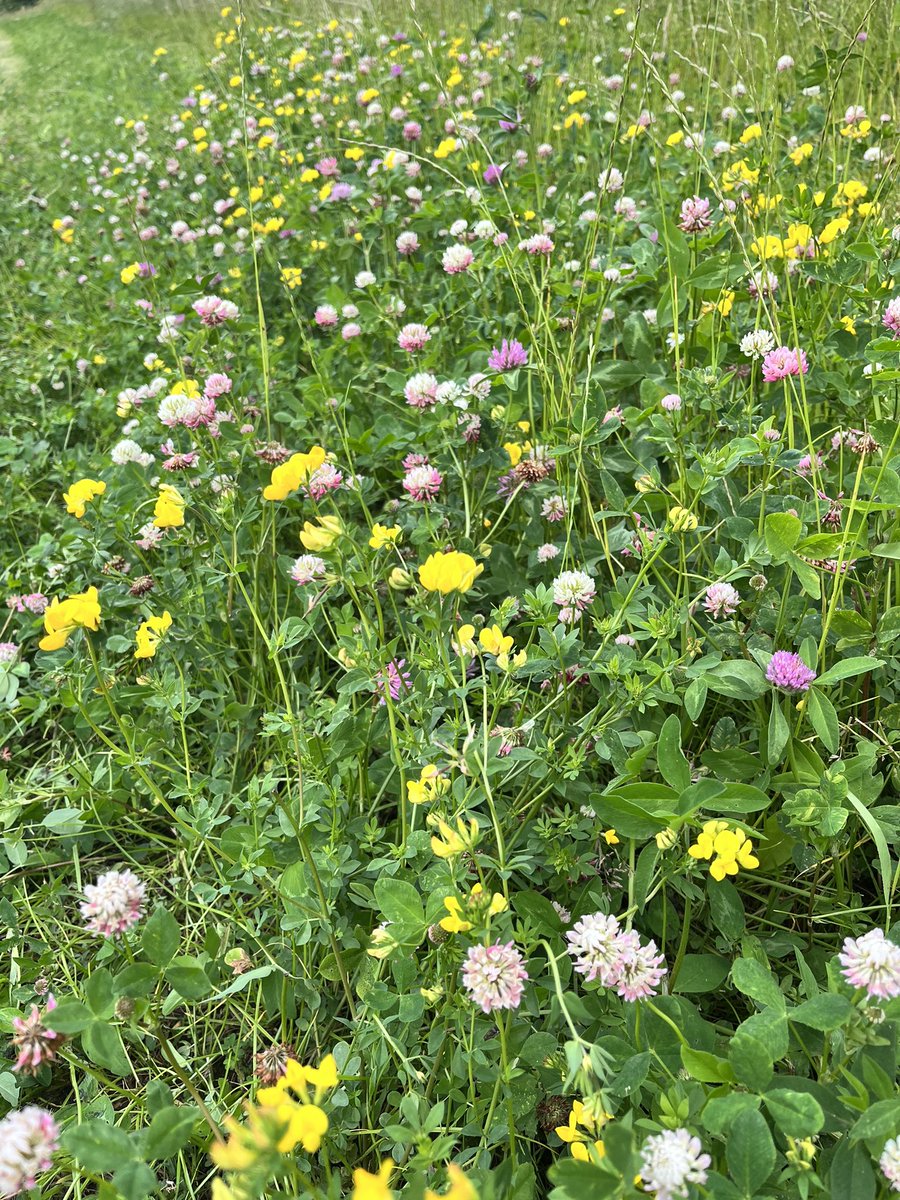 MikeLord2014's tweet photo. Countryside stewardship #GS4 #legume &amp; #herb rich #grassland mix looking good and ready to bale. Really impressed with this mix from @Kingscrops planted June 2021.
#fixingnitrogen improving #soilstruture improve #organicmatter &amp; #animalhealth https://t.co/MV8TGQysFa