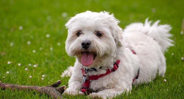 platicasde_cafe's tweet photo. Tener una mascota nos cambia la vida ¿Lo sabías? Camilo Gregorio mejor conocido en el bajo mundo perruno como “Goyo es un bichon que llegó cinco días antes de mi cumpleaños... https://t.co/9aX7XOy5Ll https://t.co/sTS31OCtRh #perros #animalesdecompania #felicidad #felizjueves https://t.co/rZdobymARI