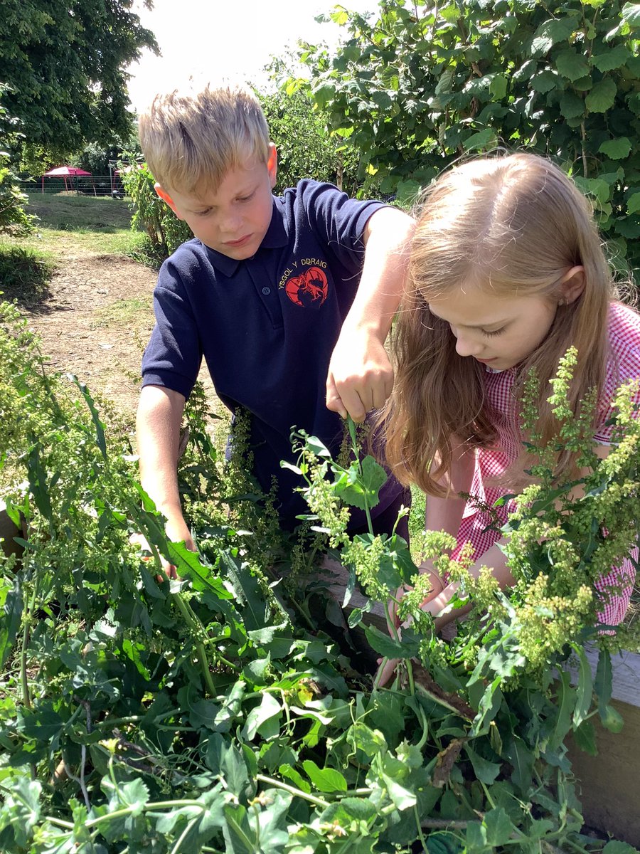 ysgolyddraig's tweet photo. #YYDrheidol Harvesting our crops from our class vegetable patch. We have already started to think about what we can cook with our home grown vegetables. #YYDachieve https://t.co/R3bkDY5Pjb