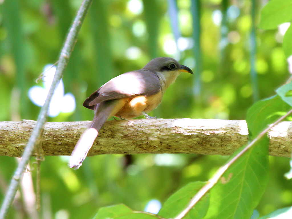 Optics4Birding's tweet photo. Mangrove Cuckoo can be very difficult to find in Florida. We had very good views of multiple birds at the Ceiba Country Inn near El Yunque. #Birdwatching #Optics4Birding https://t.co/5gkOSA2vBH