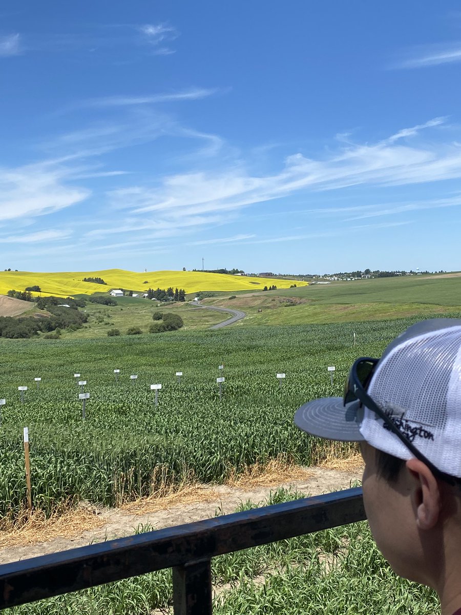 WashGenetics's tweet photo. A great day for a Seed Dealer and Industry partner Appreciation Day!  Thank you to all who work hard and support these WSU wheats and barley varieties! https://t.co/vIiHDYHhAz