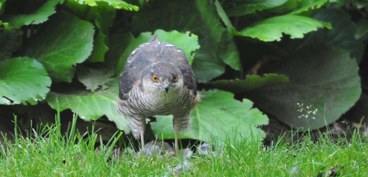 hansphilipsen's tweet photo. @marijkevaes Vorig jaar..bij ons in de tuin.. https://t.co/QRUiE5C9ZU