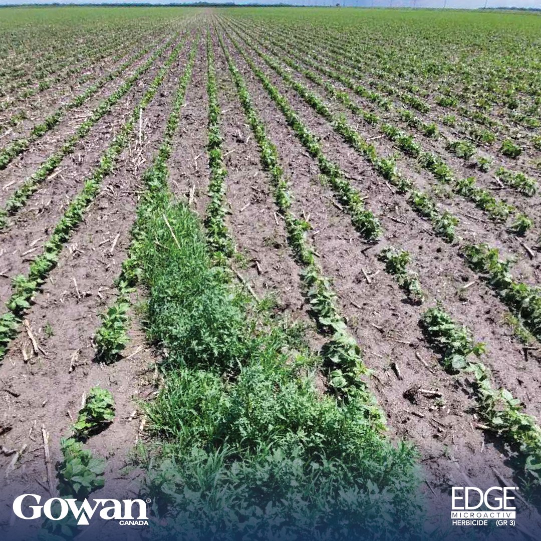 gowancanada's tweet photo. Why you should use Edge® MicroActiv® in dry beans?
.
The tiny application miss shows how Edge takes out early-season weed pressure! #GowanCanada #Edge #Microactiv #herbicide #MuddyBoots https://t.co/bIfneeZjxg