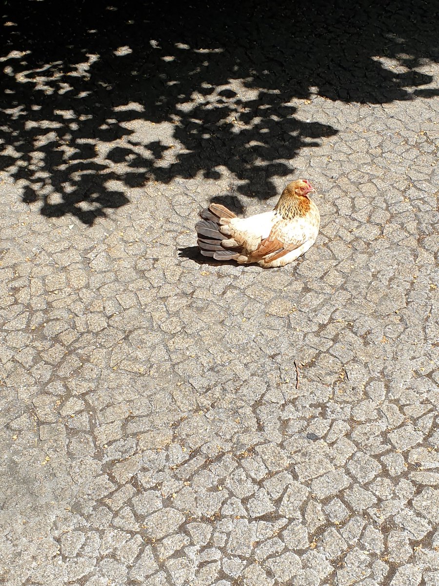 Shipwormhistory's tweet photo. First I meet a chicken on a conference ground. After this memorable encounter presented my #shipworm paper at #IMHA in a session on maritime environmental history. Great paper by @PtNina, @Crisbri & Co. on whales🐳, turtles🐢 and manatees. Ending the day like I did yesterday 🍷 https://t.co/Tgd4AcANd8