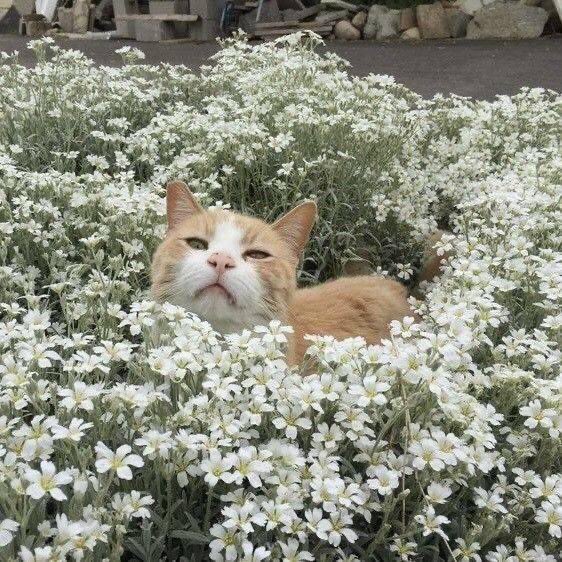 piinkibun's tweet photo. https://t.co/9yRUCnSdhb
