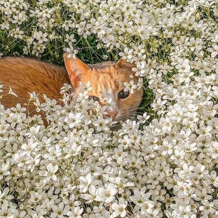 piinkibun's tweet photo. https://t.co/9yRUCnSdhb