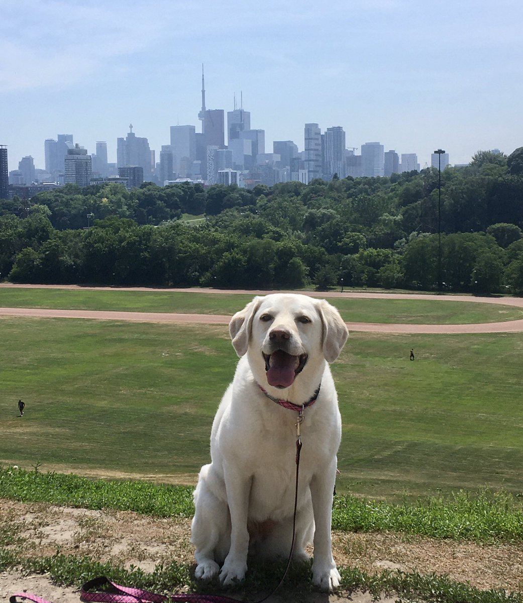 RomanandDandy's tweet photo. A dog and her city! Happy Canada Weekend to everyone! #canadaday #dogsofintwitter #poweredbyroyalcanin #supportdogs @Toronto https://t.co/fcpqXoy1hy