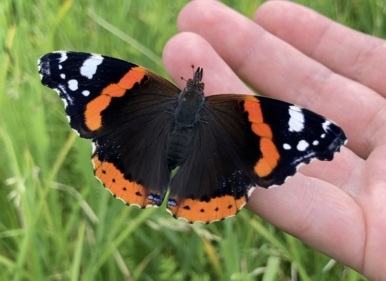 ionace's tweet photo. A couple of days spent at Bure Marshes NNR (Norfolk Broads) with @darwintreelife @NaturalEngland for the #DNABioblitz. 🧬🐛🪲 

Fantastic to watch such an initiative in action!  

Didn’t take many pics but but you get the idea… https://t.co/eEF8ClB0zR