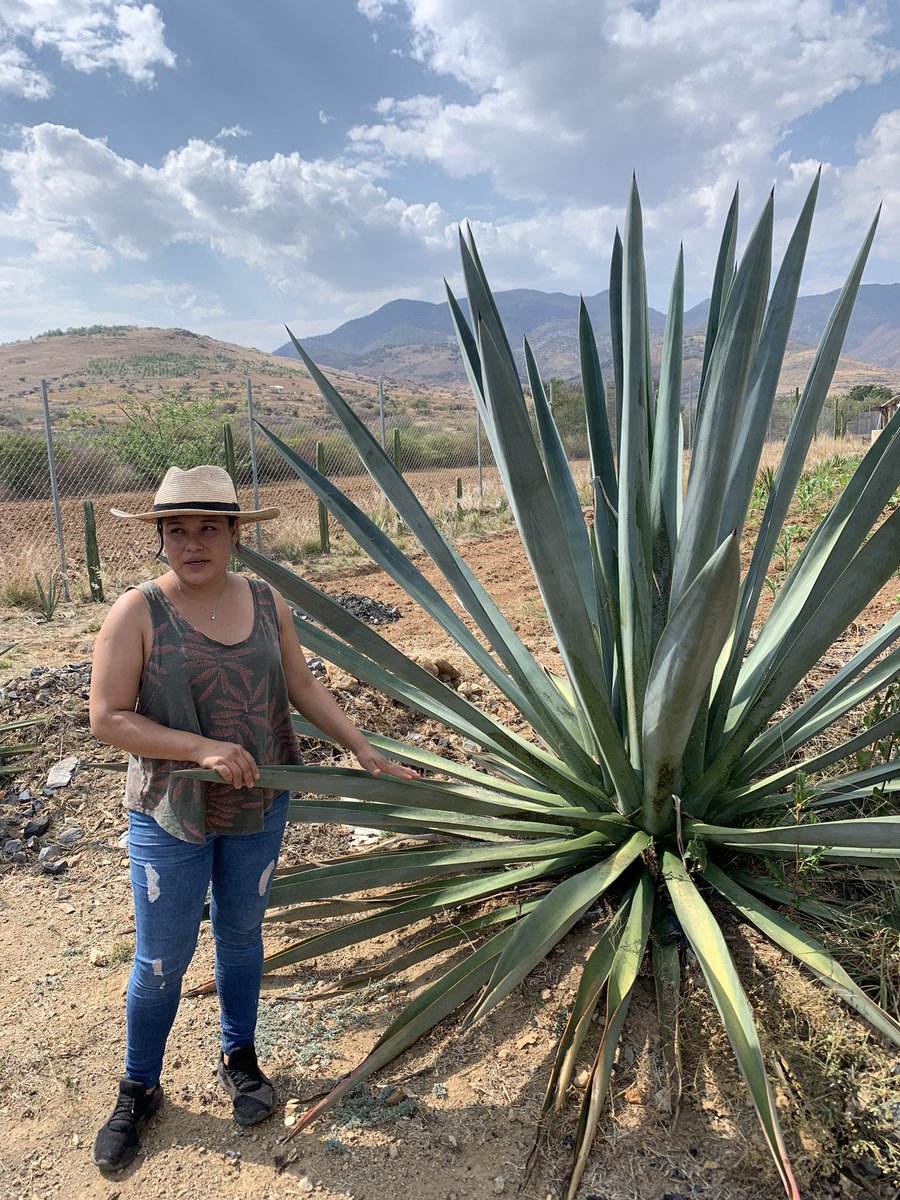 GraciasOaxaca_'s tweet photo. Visiting with Maestra Rosario at her Palenque in Santa Catarina Minas. Want to meet her? Lets go! #maestra #mezcal #mexcal #rambha #viveoaxaca #destilladosmexicanos #agave #palenque #graciasoaxaca #visitoaxaca #minas #tourguide #authentictours https://t.co/c9cNwEVTTj