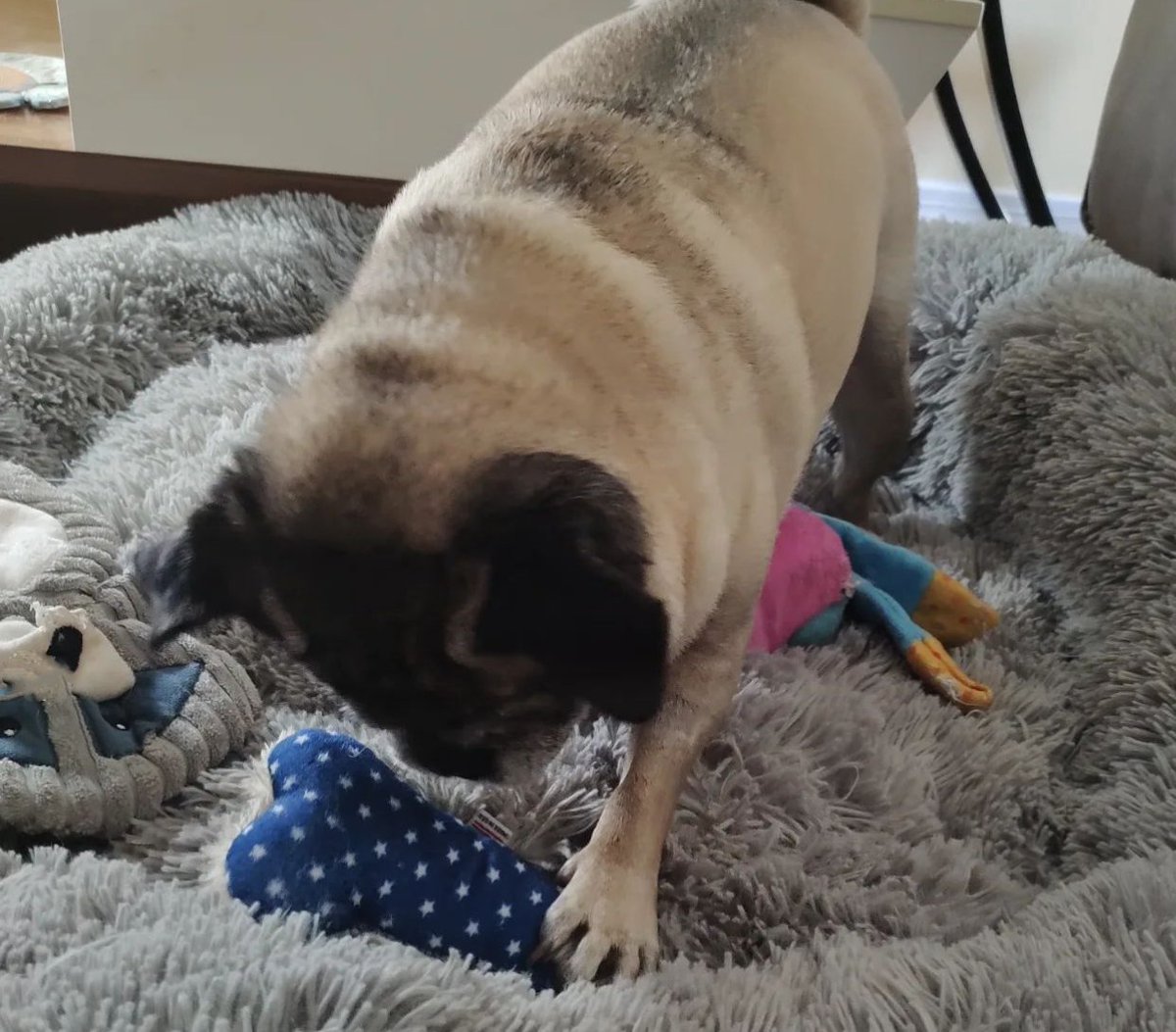 PugBoxes's tweet photo. When your new #PugBox toys arrive, it's play time all the time! Get it Princess Peach!  ❤️🎉

#puglife #pugs https://t.co/UWNk8Mxxaw