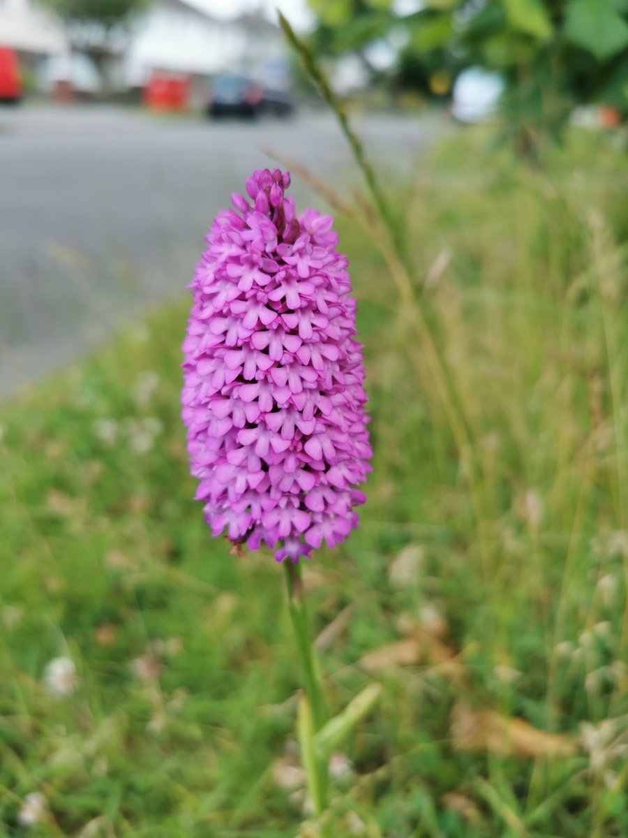Annamo2k's tweet photo. Spotted 10 of these #pyramidalorchids on the street verge near where I live, maybe they arrived from Dollymount as I read they like sand dunes? Grass was unmown which helps! @BioDataCentre https://t.co/GD9tWhtbHC