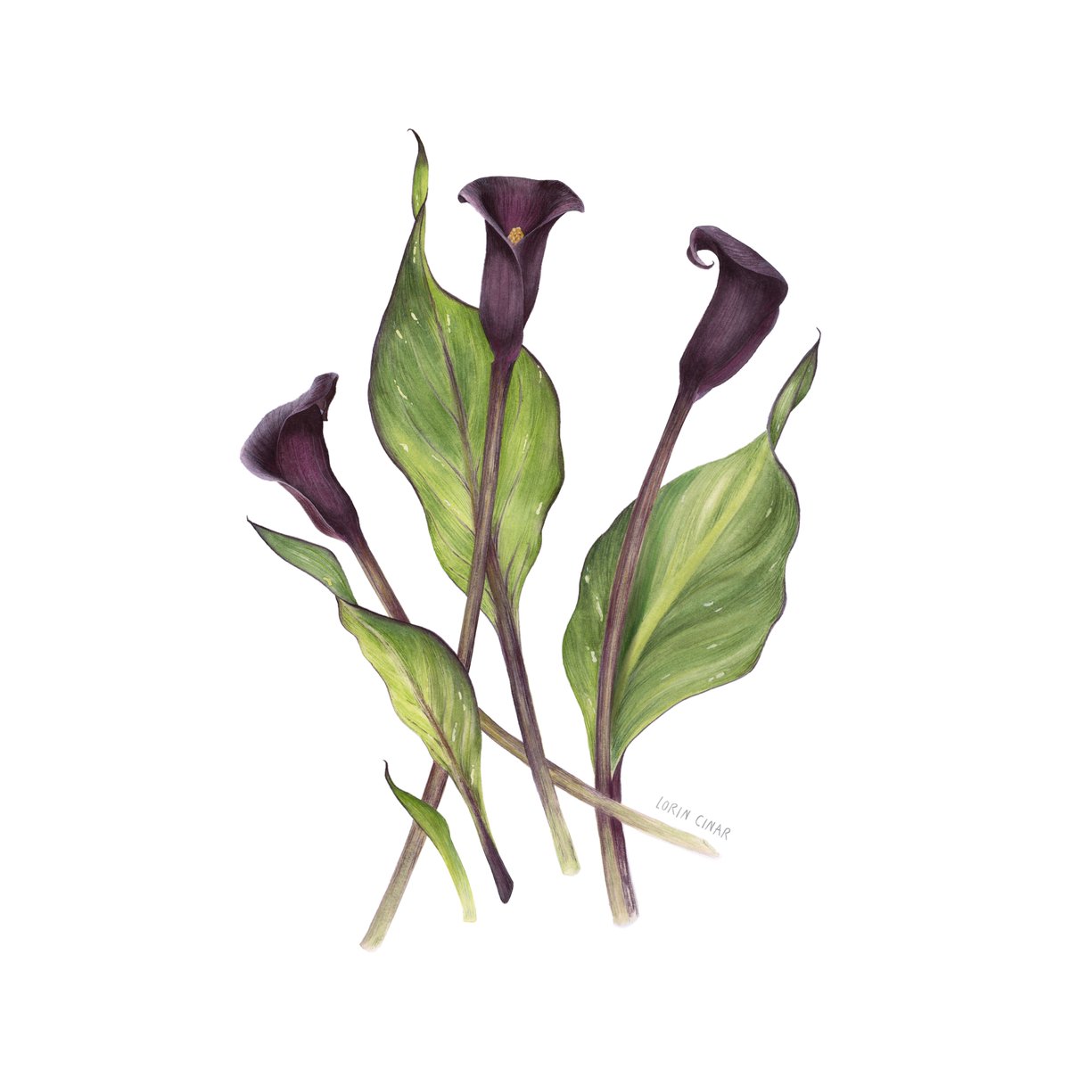 Thank you very much Lorin Cinar (Botanical Illustrator) for sharing with us your study of the Zantedeschia Macau you got at Chelsea flower show. We think it is beautiful.
