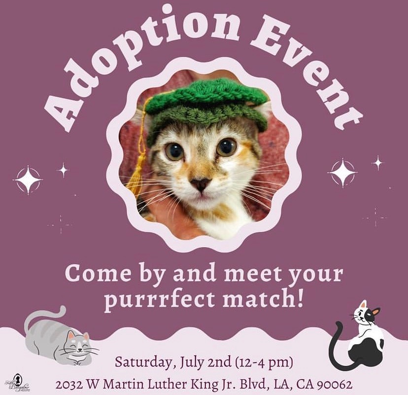imaliwaller's tweet image. LA: make your life 10% better by adopting a kitten at the Kitty Bungalow adoption event this Saturday!