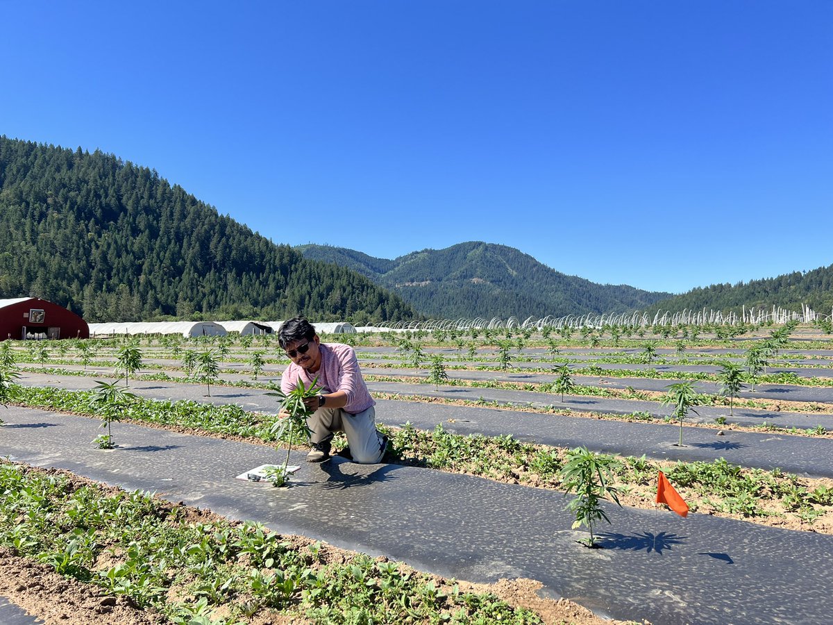 achalakc's tweet photo. Thanks to OSU-BES internship program that we have two wonderful undergraduate interns helping us with hemp research in southern Oregon. https://t.co/eQS6vTTbZL