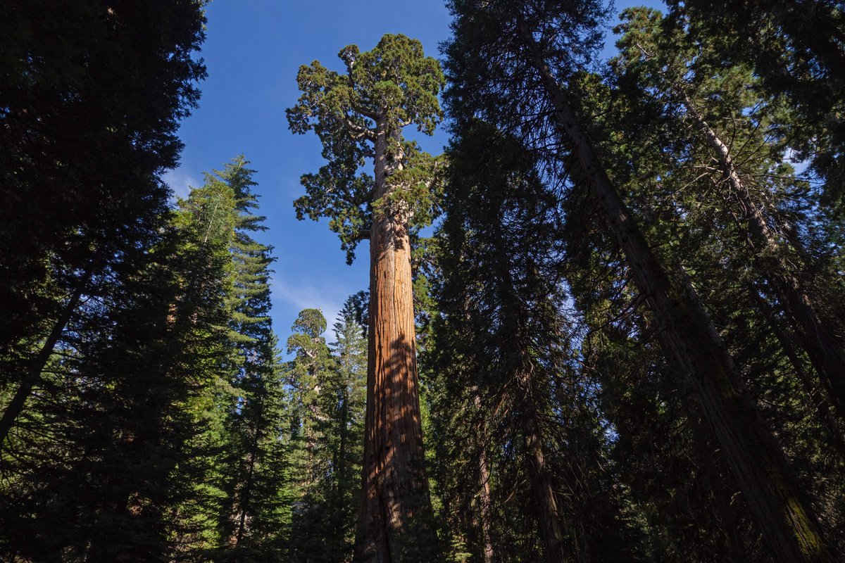 SequoiaKingsNPS's tweet image. Be prepared for busy parks this holiday weekend! Save time at the entrance by buying your digital pass at Recreation.gov. Early birds? Come before 9am. Night owls? Come after 3pm.📷Alessandro Mariotti