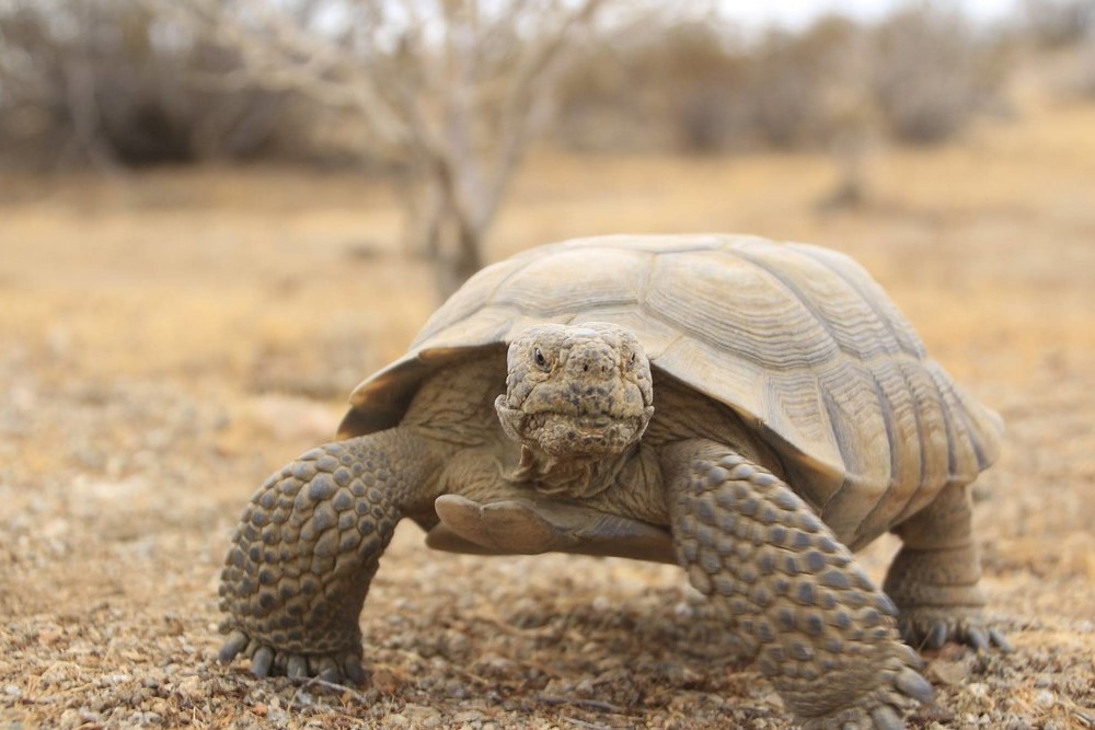 SoilTechInNV's tweet photo. @BLMNational and @CaliforniaDFW  collaborate on #conservation agreement to restore wildlife habitat on public lands. 👏👏👏

#desertconservation #california #nevada #desertwildlife #habitatpreservation #habitatrestoration #publiclands

https://t.co/yriKNNxMlN https://t.co/NFdtDyH50N