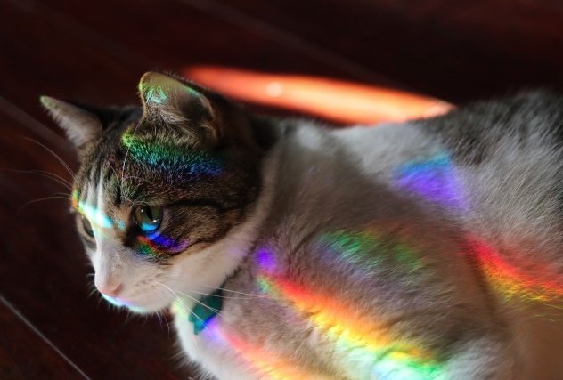 CATBRAINCELL's tweet photo. The Catgender of the Day is:

Cats with rainbows on them https://t.co/5ZyFRZBhWo