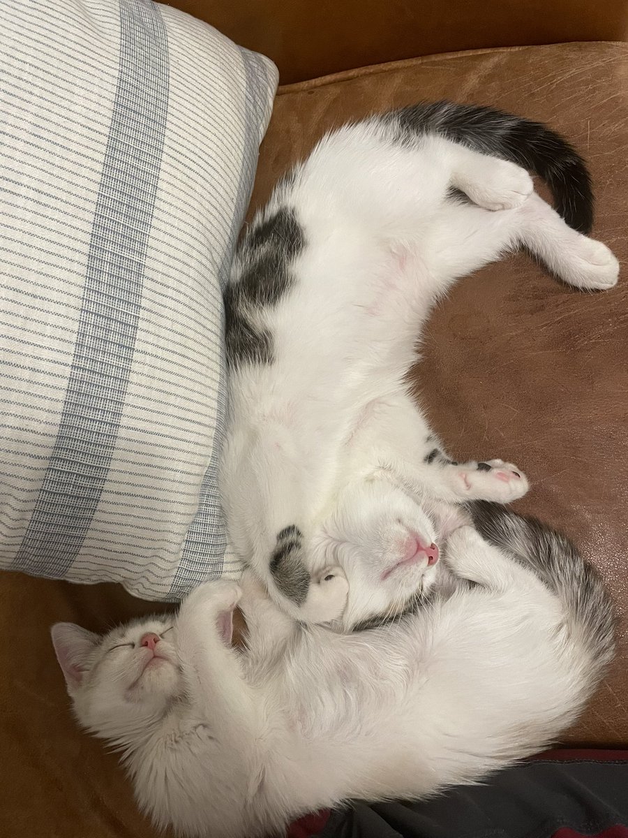 scathlord's tweet photo. The world is horrible, but here is adoptable mini merch in the DC area! @JortsTheCat https://t.co/FqQhqdNGUB