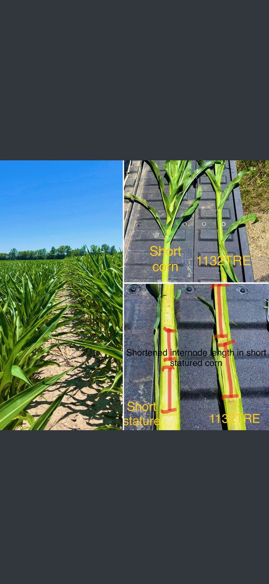 cadkins87's tweet photo. It will be interesting to see the results, come harvest. #Bayer4IL #stoneknowsIL https://t.co/BuiwmpKwgv