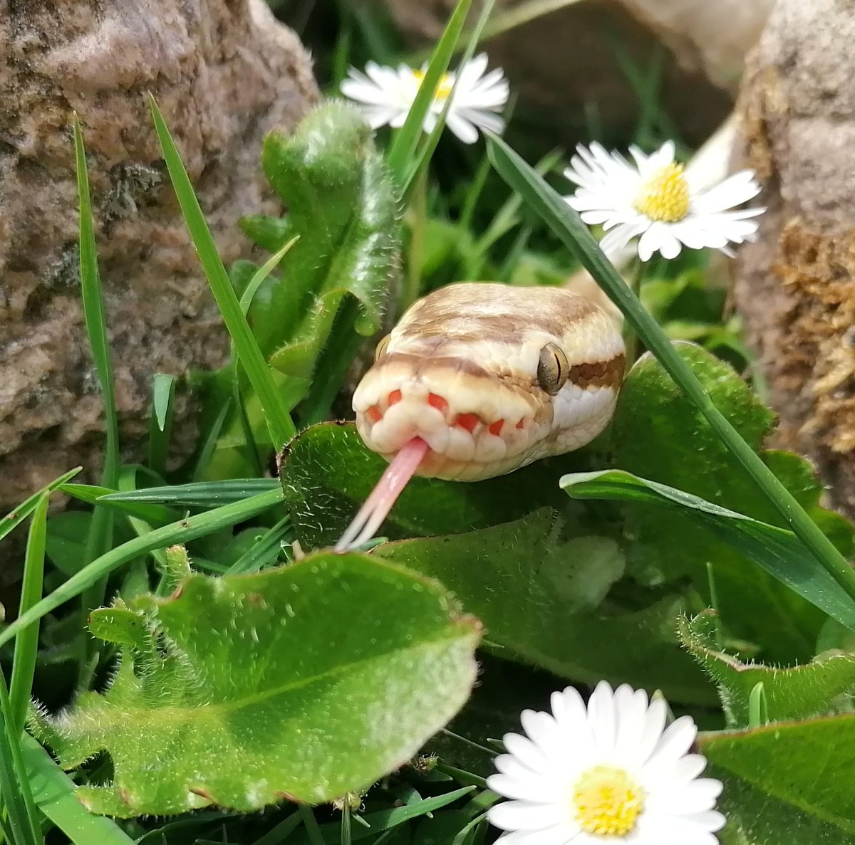 iicedmint's tweet photo. Everyone say happy birthday to this cute danger noodle, my beautiful snek boi https://t.co/RixGuNJdak
