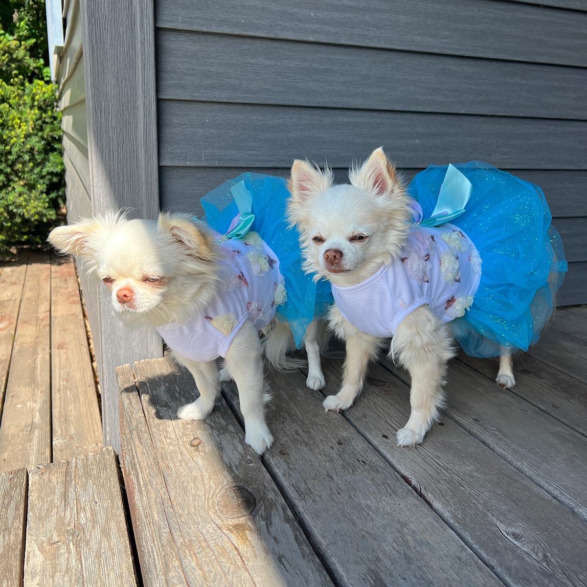 Jahnnalee's tweet photo. When Starleena asks to play dress up Gizmo is the best big brother and joins in 💙 #dogsoftwitter #twins #fashiondogs #chihuahuas https://t.co/e6Ikpp8dZG