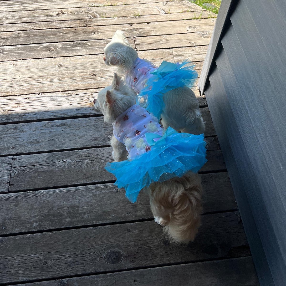 Jahnnalee's tweet photo. When Starleena asks to play dress up Gizmo is the best big brother and joins in 💙 #dogsoftwitter #twins #fashiondogs #chihuahuas https://t.co/e6Ikpp8dZG