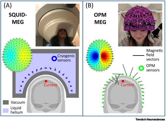 If anyone is curious about optically pumped magnetometers and their use in MEG, hopefully this @TrendsNeuro review paper might be helpful!? Massive thanks to the @trendsNeuro editor, and of course the @UoN_MEG gang for all the help putting this together. doi.org/10.1016/j.tins…